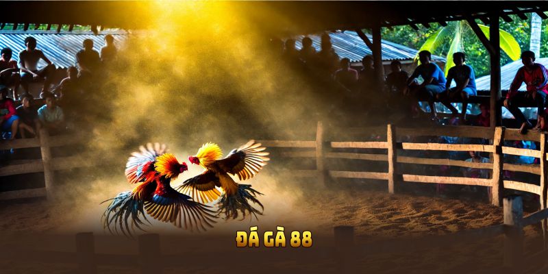 Đá gà 88