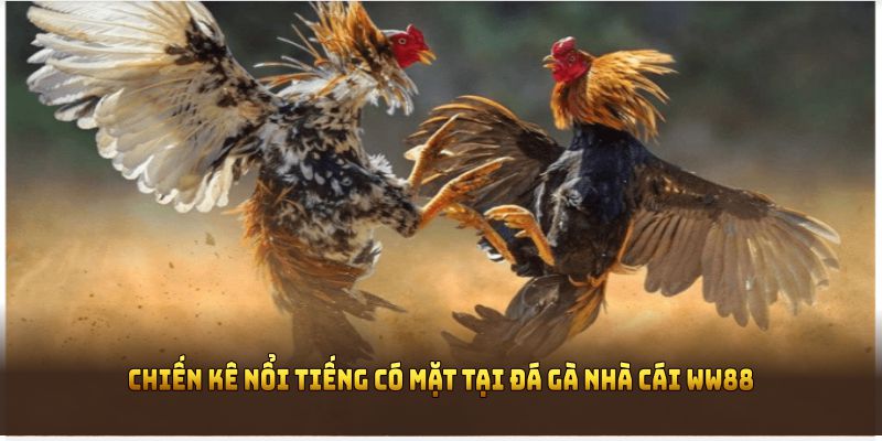 Khám phá những chiến kê nổi tiếng có mặt tại đá gà nhà cái WW88