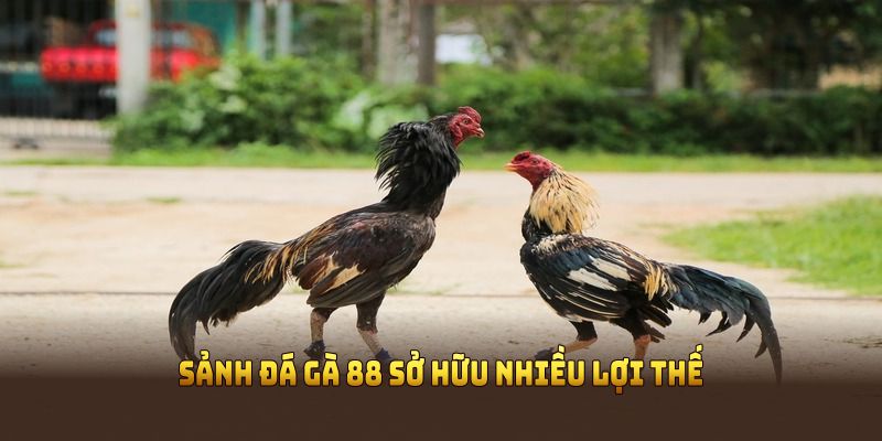 Sảnh đá gà 88 sở hữu nhiều lợi thế vượt trội nhất