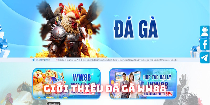 Sơ lược nội dung chính về sảnh đá gà WW88