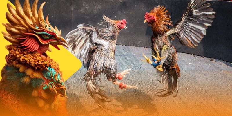 Tính năng nổi bật của trực tiếp đá gà 88 tại WW88