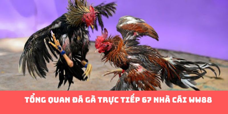 Tổng quan đá gà trực tiếp 67 nhà cái WW88 