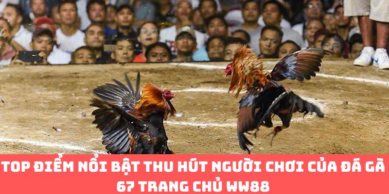 TOP những ưu điểm nổi bật thu hút người chơi của đá gà trực tiếp 67 